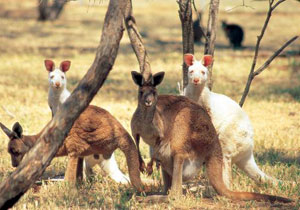Ausztrália és Új-Zéland körutazás Ausztrália és Új-Zéland körutazás