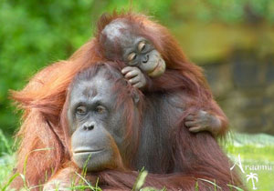 MALAJZIA - a titokzatos Borneó MALAJZIA - a titokzatos Borneó
