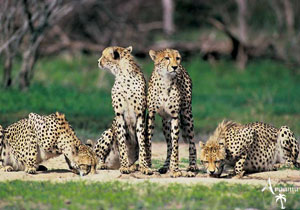 DÉL-AFRIKA ÉLMÉNY DÉL-AFRIKA ÉLMÉNY