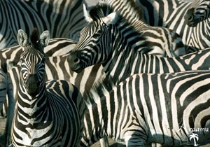 ELBŰVÖLŐ DÉL-AFRIKA ELBŰVÖLŐ DÉL-AFRIKA