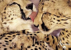 MPUMALANGA - A VADÁLLATOK BIRODALMÁBAN MPUMALANGA - A VADÁLLATOK BIRODALMÁBAN