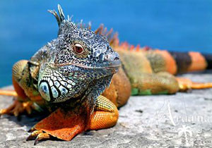 GALÁPAGOS INTENZÍVEN - SZIGET-TÚRA GALÁPAGOS INTENZÍVEN - SZIGET-TÚRA