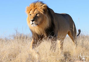 NAMÍBIA KÖZVETLEN KÖZELRŐL NAMÍBIA KÖZVETLEN KÖZELRŐL