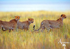 SOKARCÚ NAMÍBIA SOKARCÚ NAMÍBIA