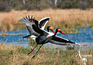 NAMÍBIA & BOTSWANA FELFEDEZÉSE SAJÁT ELKÉPZELÉS SZERINT NAMÍBIA & BOTSWANA FELFEDEZÉSE SAJÁT ELKÉPZELÉS SZERINT