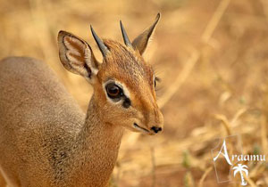 NAMÍBIA KINCSEI NAMÍBIA KINCSEI